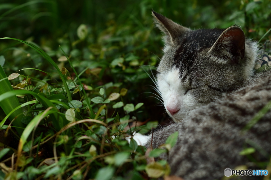 眠れる森