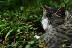 眠れる森