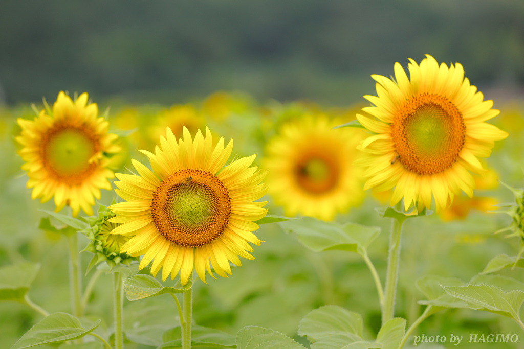 4 sunflowers