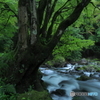 深緑