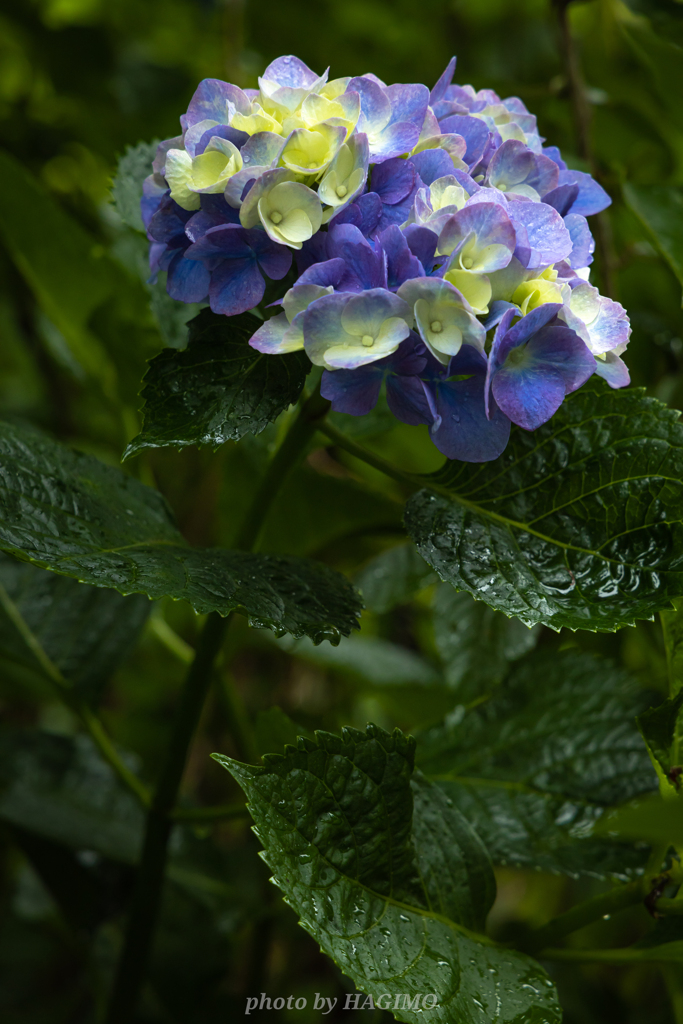紫陽花 2