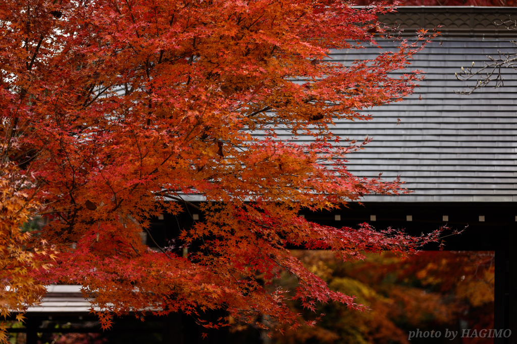 秋色に染まる興禅院
