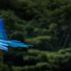 Bird Performance Show ~コンゴウインコ~