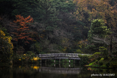 三渓園 観心橋と紅葉