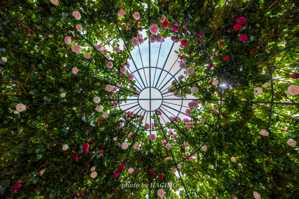 Rose Dome