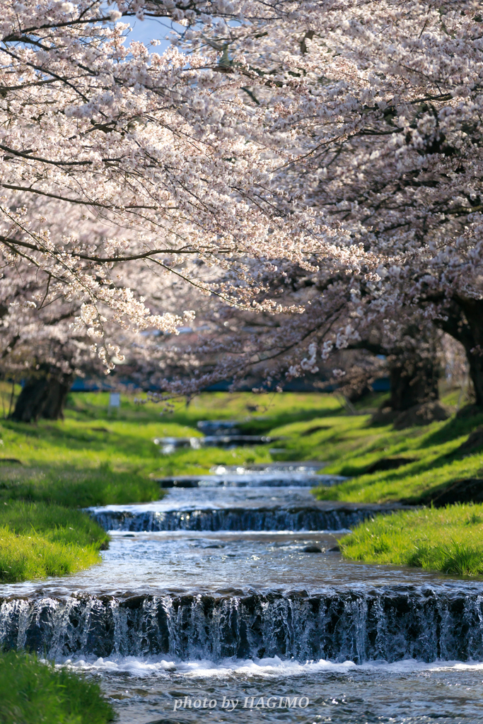 観音寺川の桜 ４