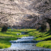 観音寺川の桜 ４