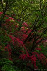 山を彩る春の紅