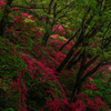 山を彩る春の紅