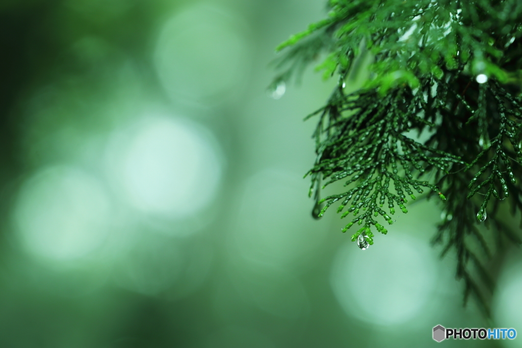 Rainy Green