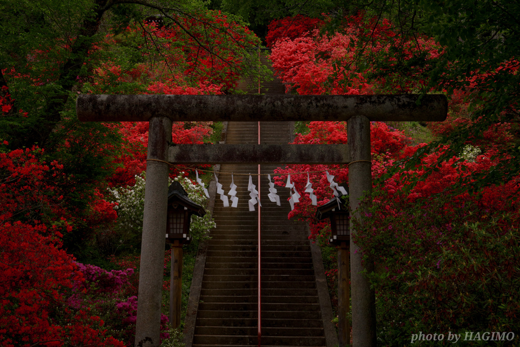 愛宕神社を彩る