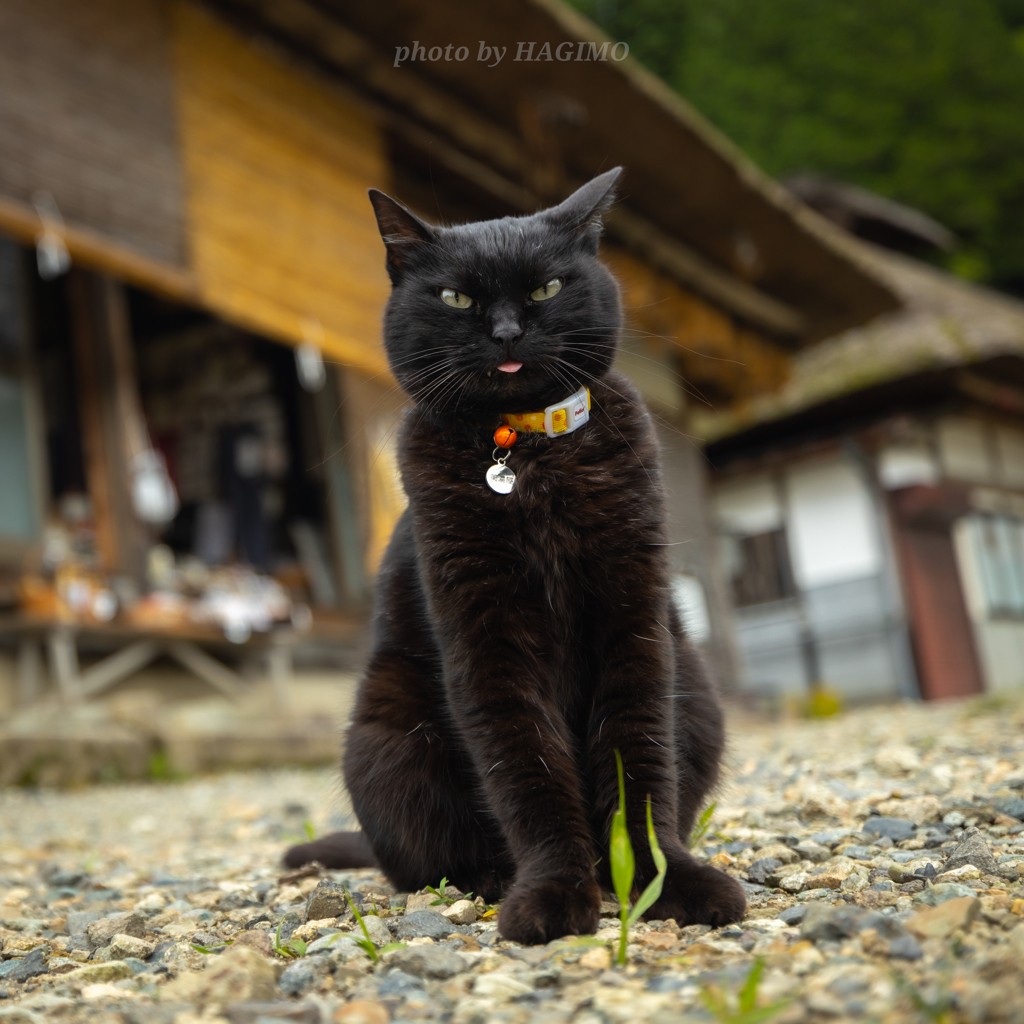 おいでやす〜
