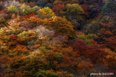 山紅葉 光射す