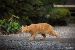 茶トラが何かを見つけたようです！