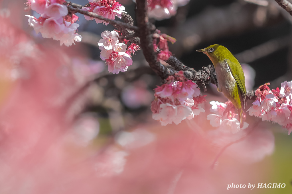 蜜を求めて