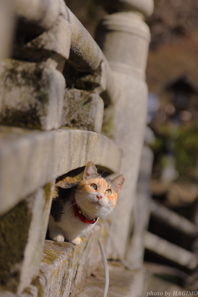 曇りのち晴れだにゃん