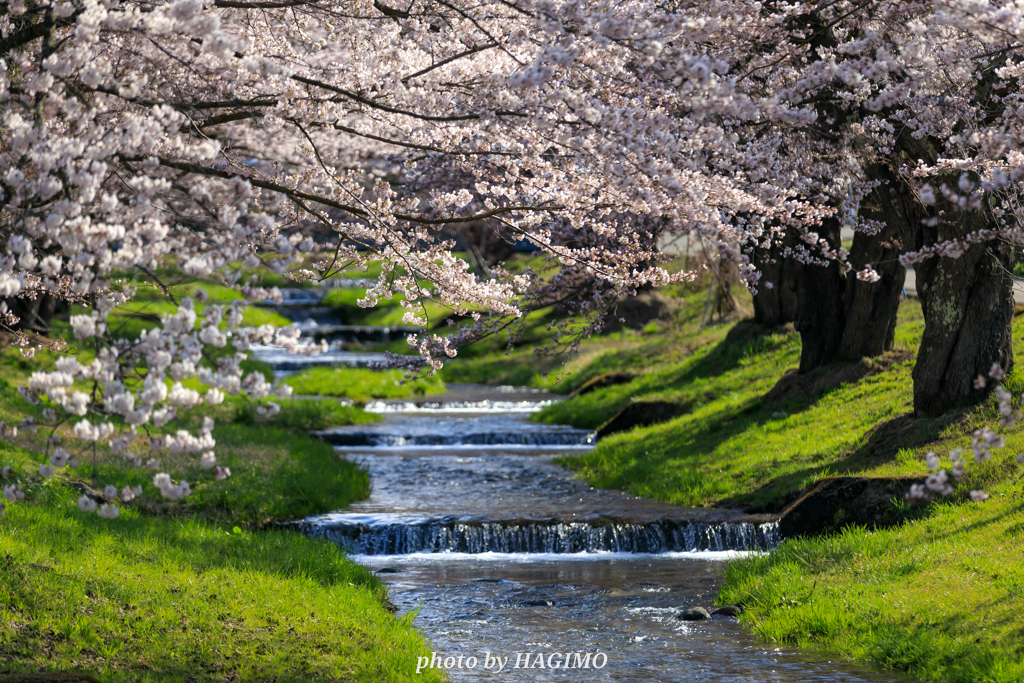 観音寺川の桜 ２