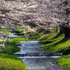 観音寺川の桜 ２