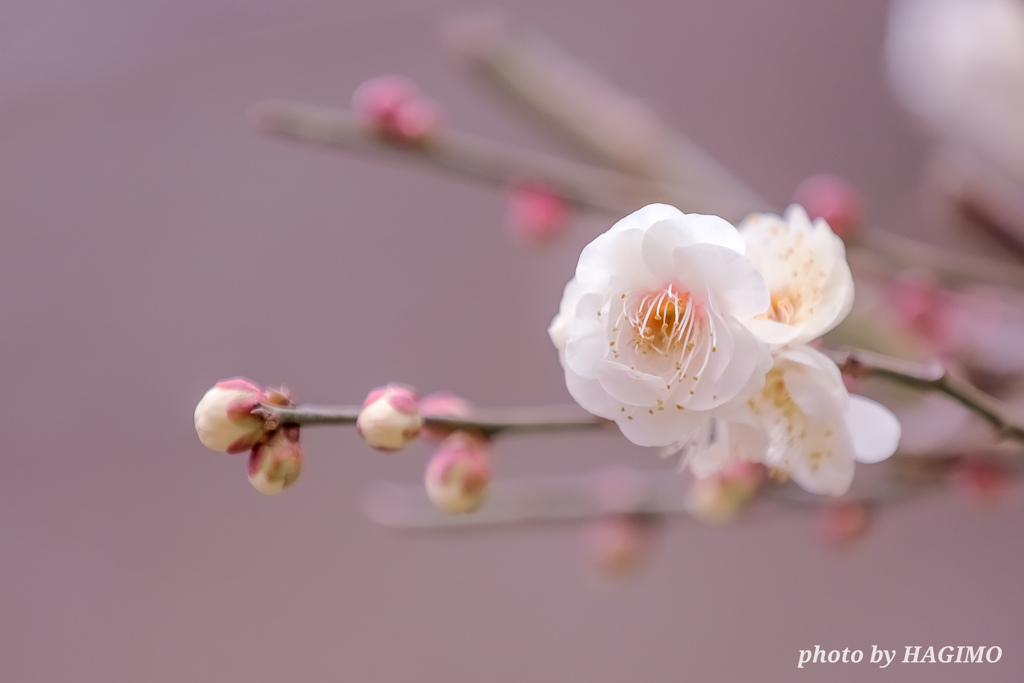 早春の兆し