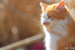 ぬくもりねこ