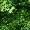 夏色もみじ