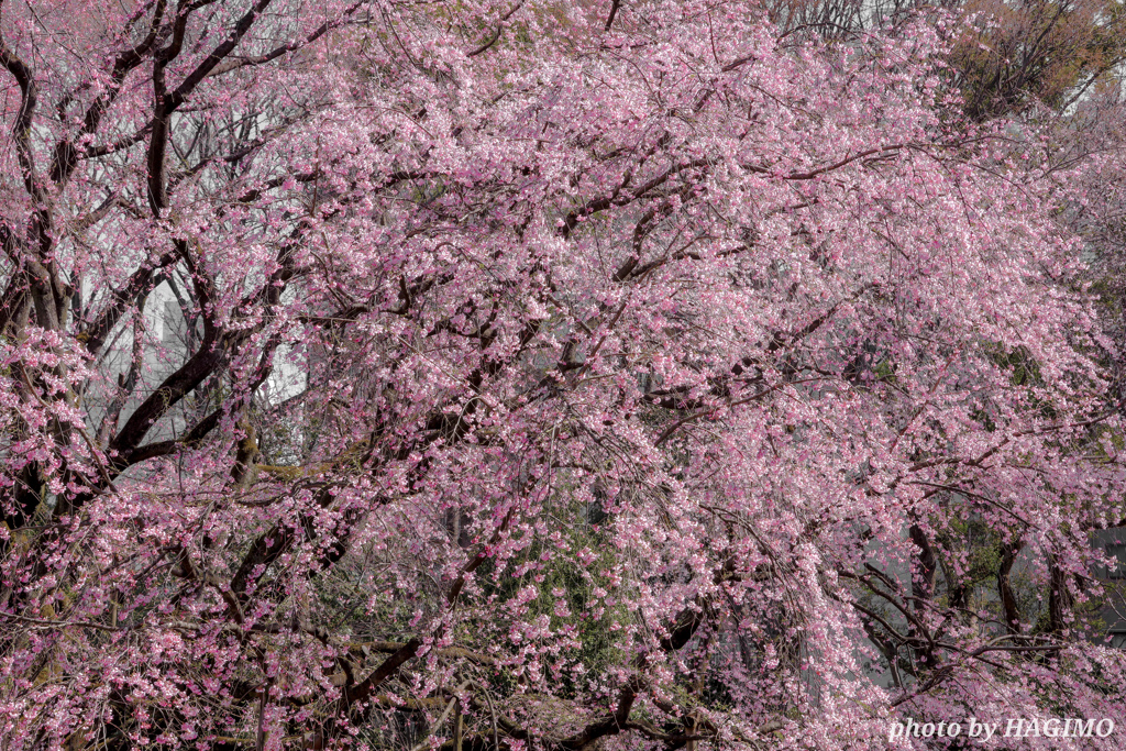 桜時