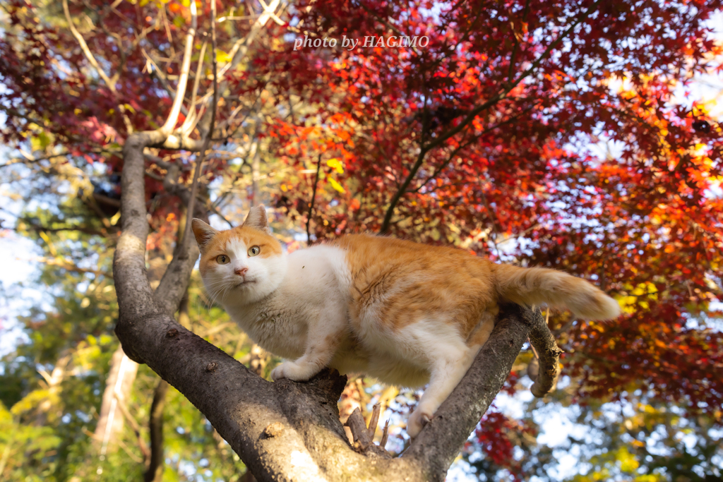 木登りの秋