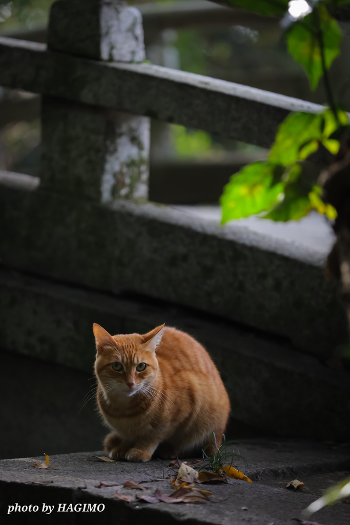 見つめられると照れますニャ！