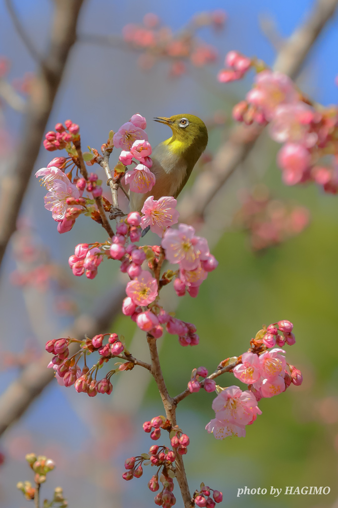 春の三色団子  ～メジロ添え～