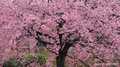 桜満開