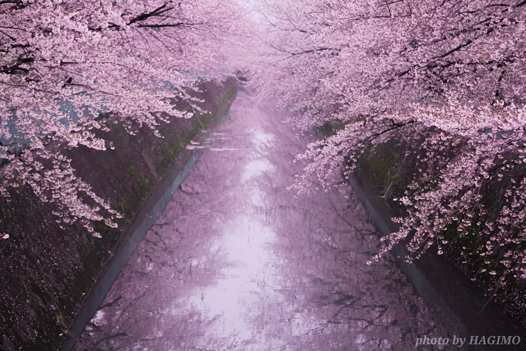 桜回廊