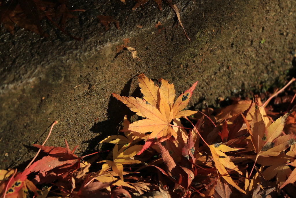 落ち葉