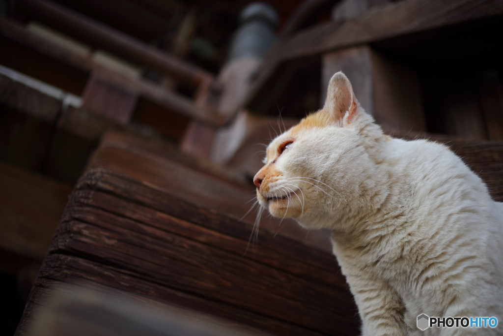 護国寺の猫さん By Hagimo Id 写真共有サイト Photohito