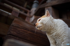 護国寺の猫さん