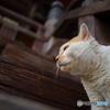 護国寺の猫さん