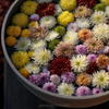 菊手水