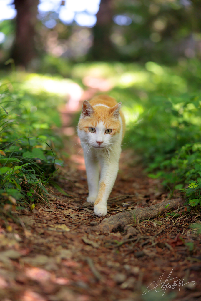 Cat Walk