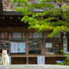 猫神様