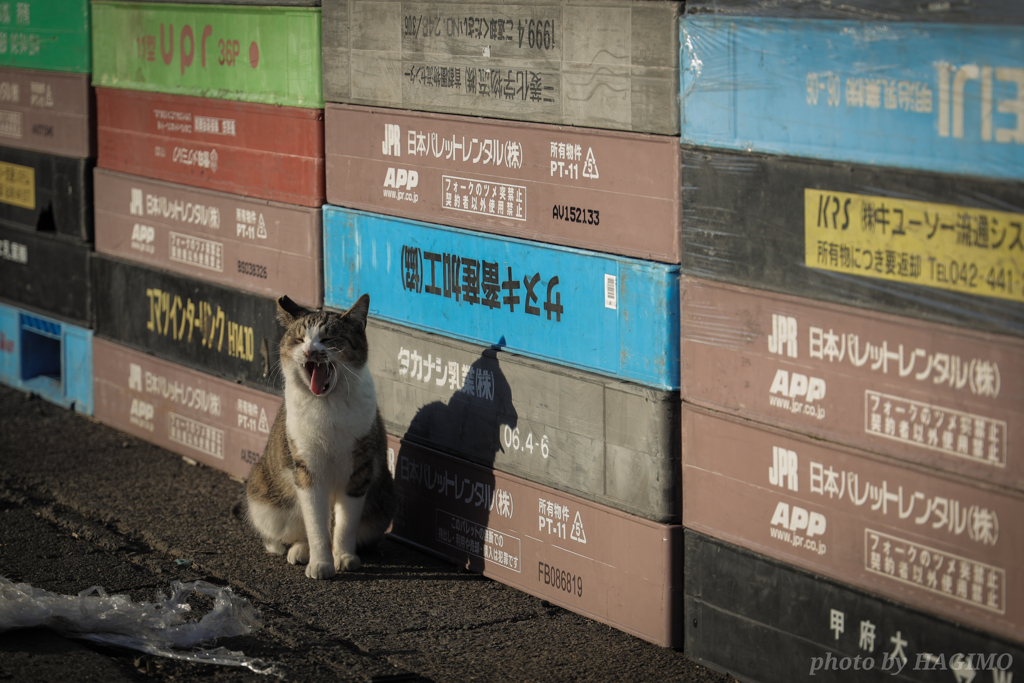 港に住む猫