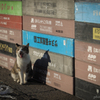 港に住む猫