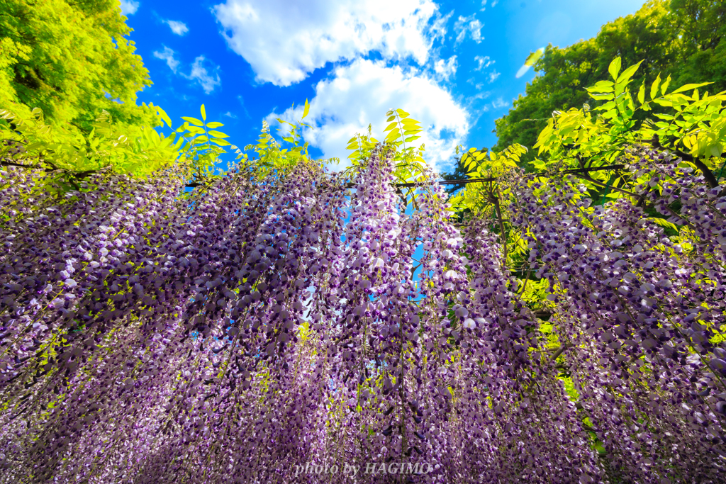 Tropical Wisteria