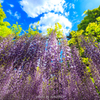 Tropical Wisteria