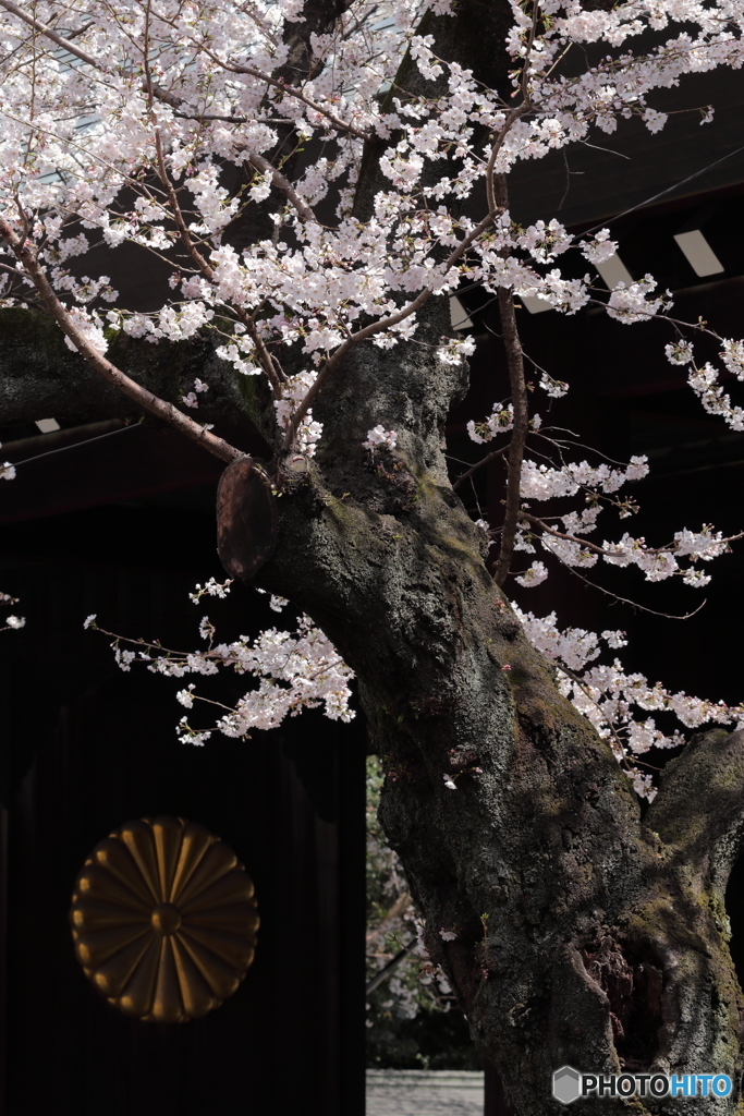 桜と菊花紋章