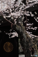 桜と菊花紋章