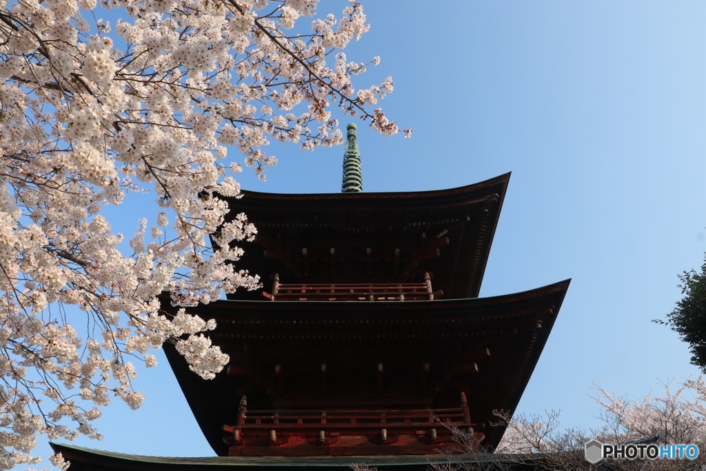 三重塔と桜