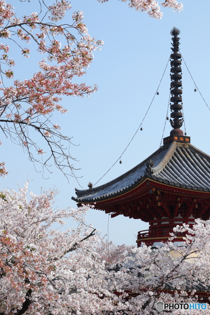 喜多院と桜