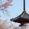 喜多院と桜