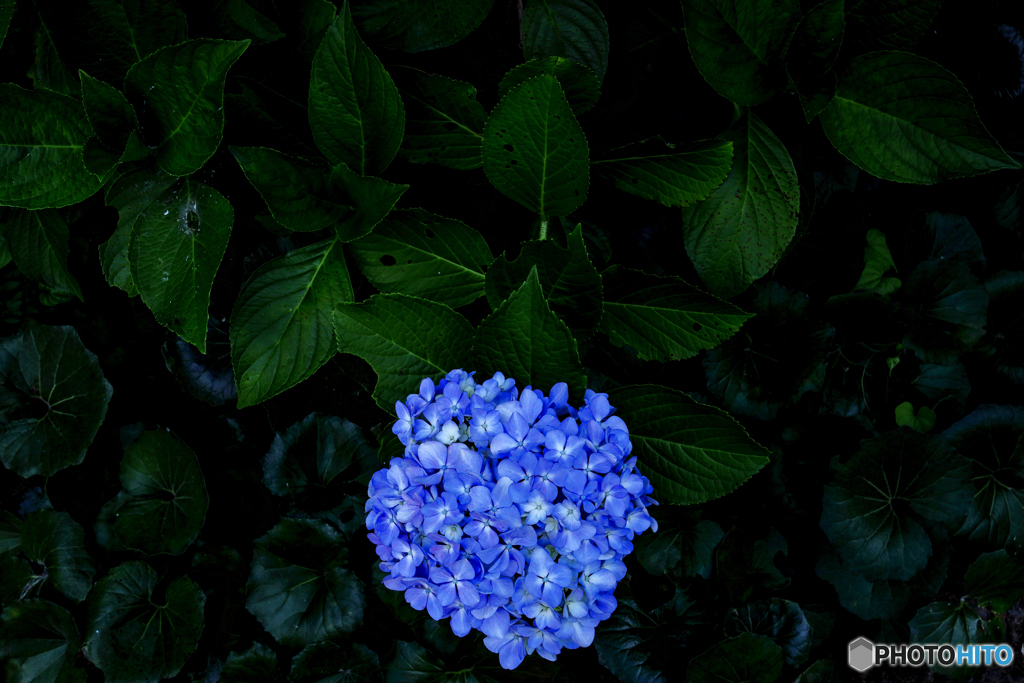 華一朶