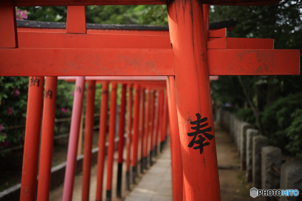 根津神社 千本鳥居