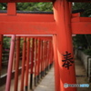 根津神社 千本鳥居